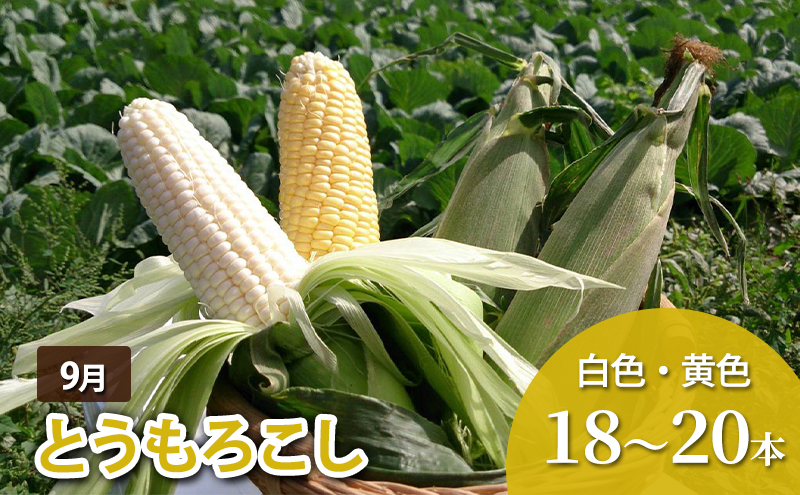 北海道幕別町のふるさと納税 十勝幕別 北の畑のオーナーさん 人気の旬野菜 年3回定期便［2025年5月出荷開始］北海道ホープランド農場 【 アスパラ とうもろこし コーン じゃがいも ジャガイモ 玉ねぎ 野菜 定期便 】