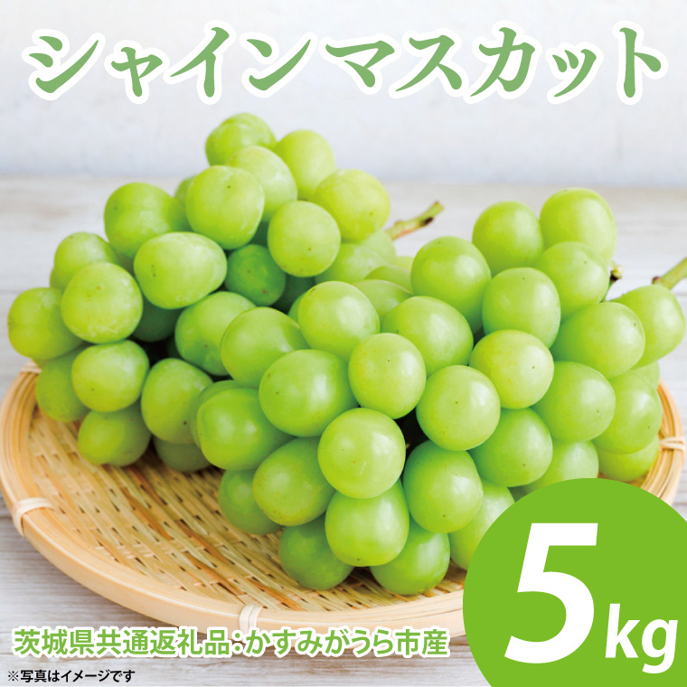 y錧qzys\zVC}XJbg 5kg 7`9[i錧ʕԗiF݂sYj@2025N8{`2026N1{ɏ\iCD035j