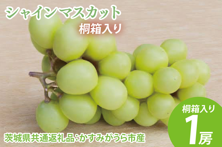 シャインマスカット 桐箱入り1房（茨城県共通返礼品：かすみがうら市産）　※2024年8月初旬～2025年1月下旬頃に順次発送予定（CD041）