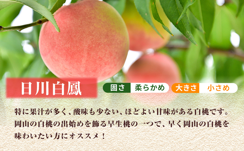 岡山県里庄町のふるさと納税 【 2025年 先行予約 】 桃 岡山県産 日川 白鳳 （白桃） 約1.5kg（5～7玉） 《2025年6月下旬-7月上旬頃出荷》 白桃 岡山 スイーツ フルーツ 果物 先行予約 数量限定 期間限定 岡山 里庄町