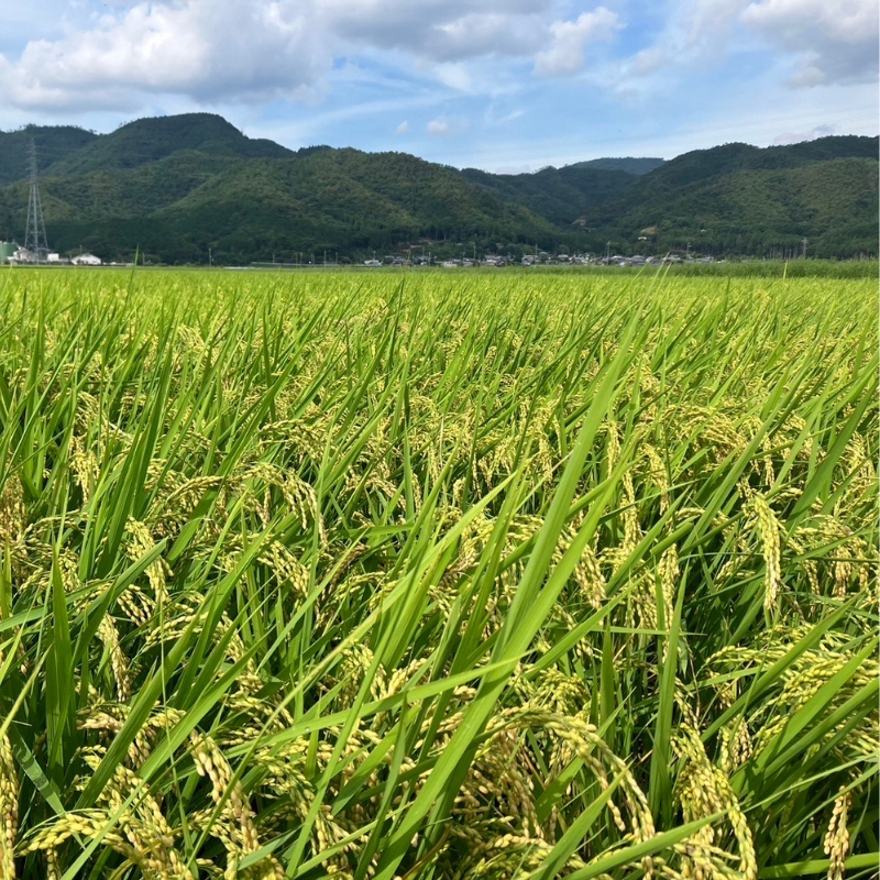 新米 令和6年産 キヌヒカリ 5kg 米 白米 精米 お米 こめ コメ