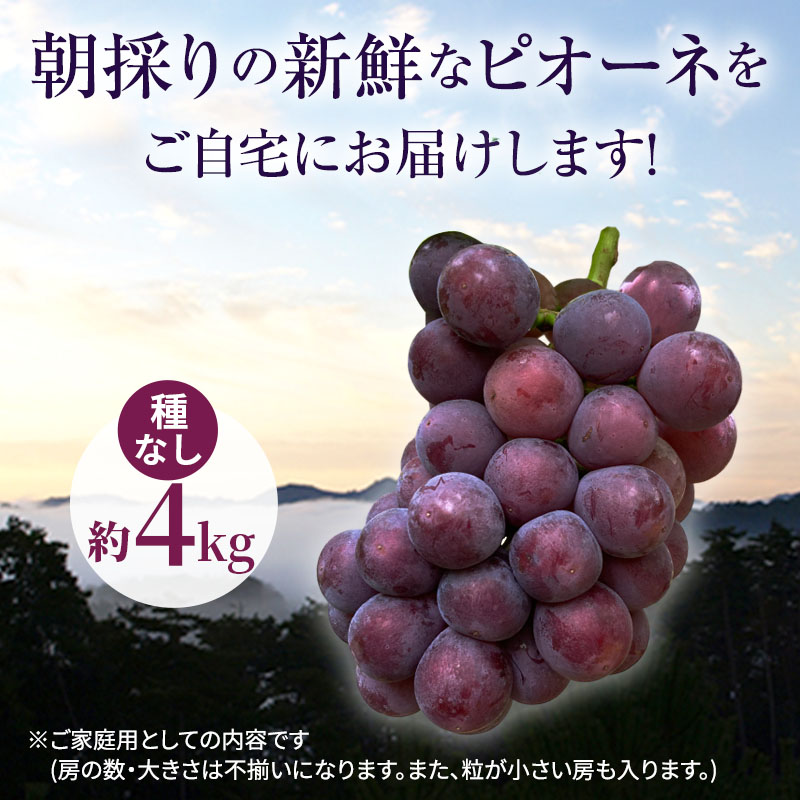 岡山県高梁市のふるさと納税 訳あり 辻葡萄園 の  ニュー ピオーネ ご家庭用 満杯詰め 約4kg 岡山県産 ぶどう 葡萄 果物 フルーツ  2025年 先行予約