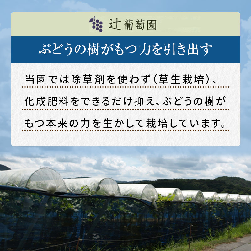 岡山県高梁市のふるさと納税 訳あり 辻葡萄園 の  ニュー ピオーネ ご家庭用 満杯詰め 約4kg 岡山県産 ぶどう 葡萄 果物 フルーツ  2025年 先行予約