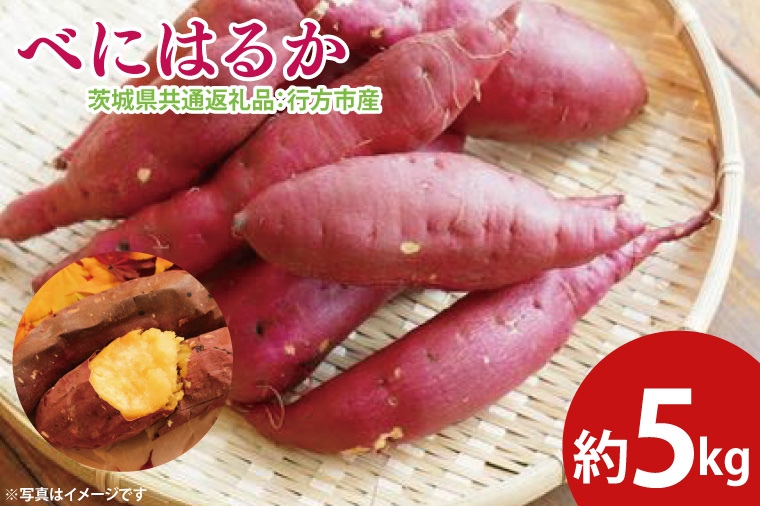 【茨城県大子町】【先行予約】べにはるか 約5kg(茨城県共通返礼品:行方市産)※2025年10月上旬〜2026年3月下旬頃に順次発送予定(CD085)