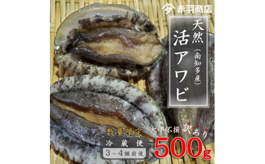 訳あり 南知多町産 天然活アワビ 約500g (2～4個) 捌き方のレシピ付き 大小不揃い