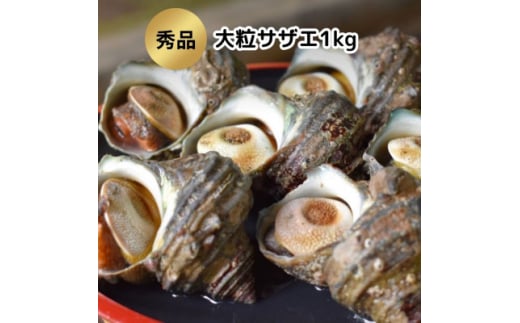 【愛知県南知多町】秀品サザエ1kg 刺身・生食可(CAS冷凍で新鮮)大粒約6〜7コ