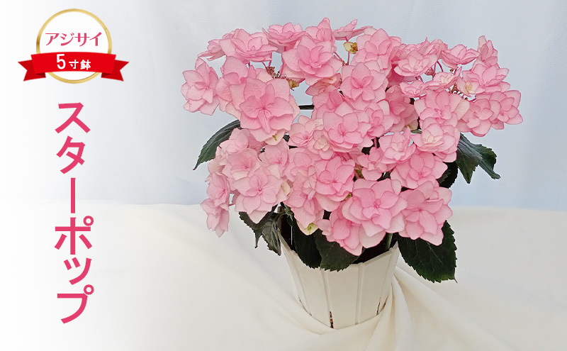 【栃木県鹿沼市】【先行予約】アジサイ スターポップ | 花 あじさい 紫陽花 5寸鉢 八重咲 ギフト 鹿沼市 栃木県 ※2026年4月下旬〜5月下旬頃に順次発送予定