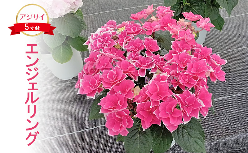 【栃木県鹿沼市】【先行予約】アジサイ エンジェルリング | 花 あじさい 紫陽花 5寸鉢 ギフト 鹿沼市 栃木県 ※2026年4月下旬〜5月下旬頃に順次発送予定