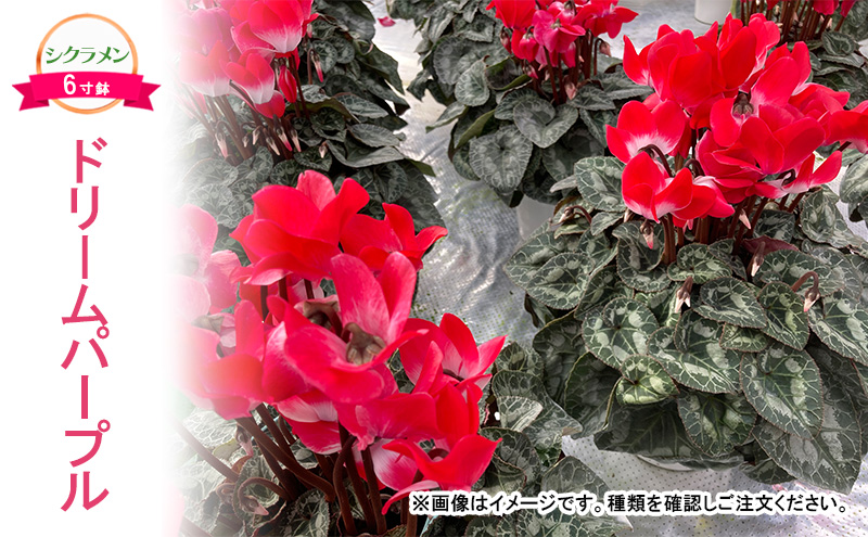 【栃木県鹿沼市】【先行予約】シクラメン ドリームパープル 鉢植え 6寸鉢 | 自宅用 贈答用 ギフト 鹿沼市 栃木県 ※2025年11月下旬〜12月下旬頃に順次発送予定