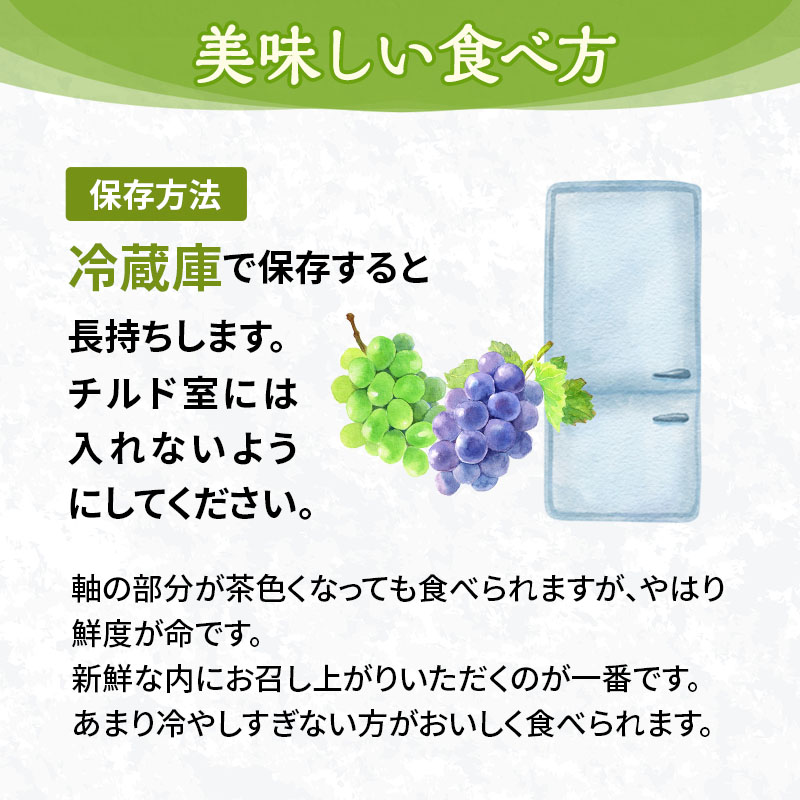 岡山県高梁市のふるさと納税 シャインマスカット 満杯詰め 約4kg以上  ご家庭用 辻葡萄園 ぶどう 葡萄 フルーツ 果物 岡山県産