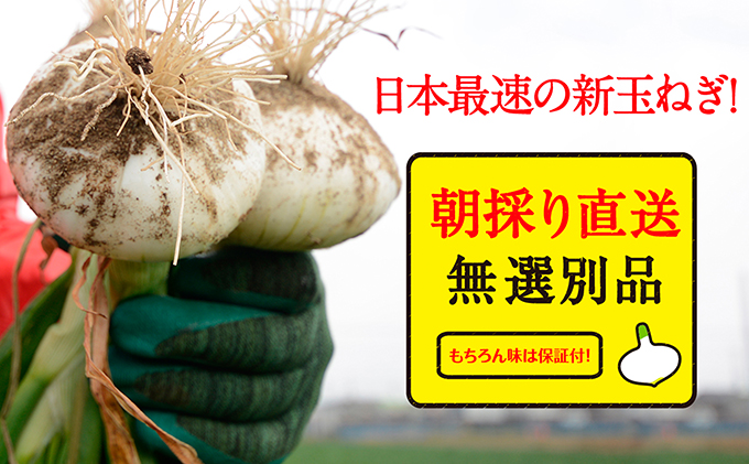 静岡県浜松市のふるさと納税 浜松篠原産新玉ねぎプレミアムフレッシュ5キロ【無選別品】