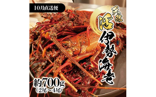 10月直送便 土佐獲れ 活伊勢海老 約700g（２尾～４尾） 天然 エビ　えび 伊勢エビ 海鮮 お刺身 刺し身 丸焼き しゃぶしゃぶ 故郷納税 ふるさとのうぜい 返礼品 高知県 高知 27000円