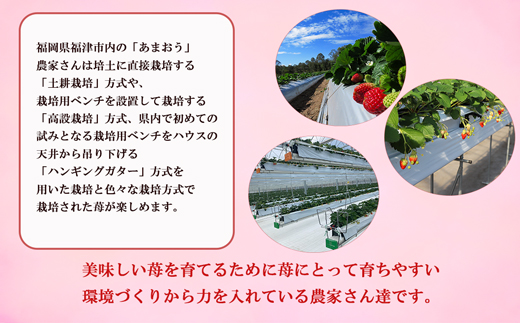 福岡県福津市のふるさと納税 【2025年3月より順次発送】福津産あまおう約180g×6パック【スカイフローラファーム】[F0151]