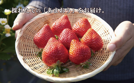 福岡県福津市のふるさと納税 【2025年3月より順次発送】福津産あまおう約180g×6パック【スカイフローラファーム】[F0151]