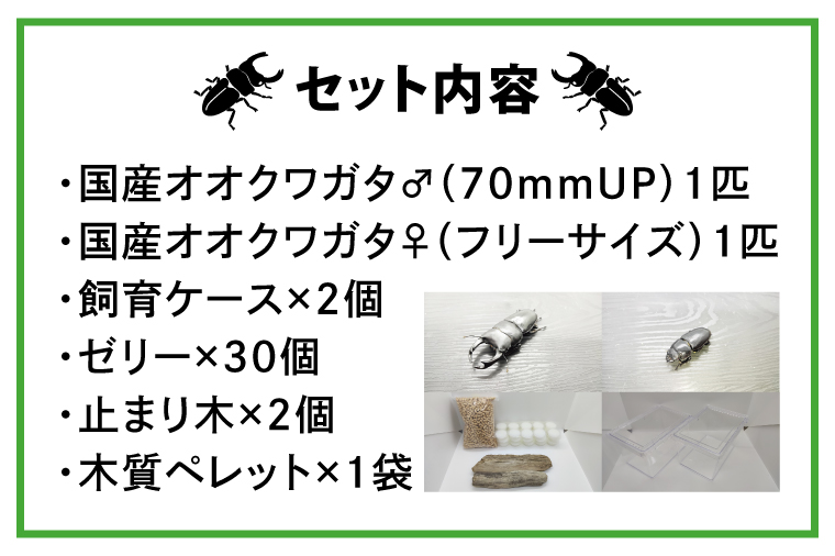 国産オオクワガタ♂♀ペア飼育セット【クワガタ クワガタムシ カブトムシ 昆虫 虫 国産 飼育 セット 夏休み 自由研究 鹿嶋市  茨城県】（KBY-2）（茨城県鹿嶋市） | ふるさと納税サイト「ふるさとプレミアム」