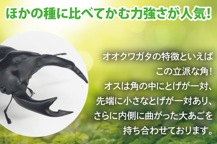 国産オオクワガタ♂♀ペア飼育セット【クワガタ クワガタムシ カブトムシ 昆虫 虫 国産 飼育 セット 夏休み 自由研究 鹿嶋市  茨城県】（KBY-2）（茨城県鹿嶋市） | ふるさと納税サイト「ふるさとプレミアム」