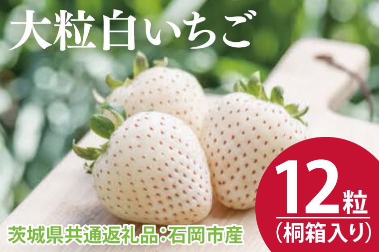 【先行予約】桐箱入り 大粒白いちご 12粒（茨城県共通返礼品：石岡市産）※2024年12月初旬～2025年3月下旬頃に順次発送予定（CD012）