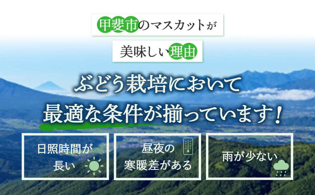 山梨県甲斐市のふるさと納税 【2025年発送】土にこだわったシャインマスカット 1.2kg 2房以上 先行予約 山梨県産 朝採り 新鮮 シャインマスカット 国産 産地直送 人気 おすすめ 贈答 ギフト お取り寄せ フルーツ 果物 くだもの ぶどう ブドウ 葡萄 新鮮 甘い 皮ごと 甲斐市 BI-5