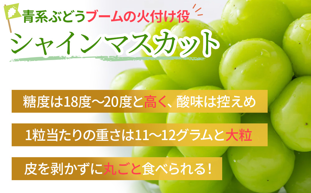 山梨県甲斐市のふるさと納税 【2025年発送】土にこだわったシャインマスカット 1.2kg 2房以上 先行予約 山梨県産 朝採り 新鮮 シャインマスカット 国産 産地直送 人気 おすすめ 贈答 ギフト お取り寄せ フルーツ 果物 くだもの ぶどう ブドウ 葡萄 新鮮 甘い 皮ごと 甲斐市 BI-5