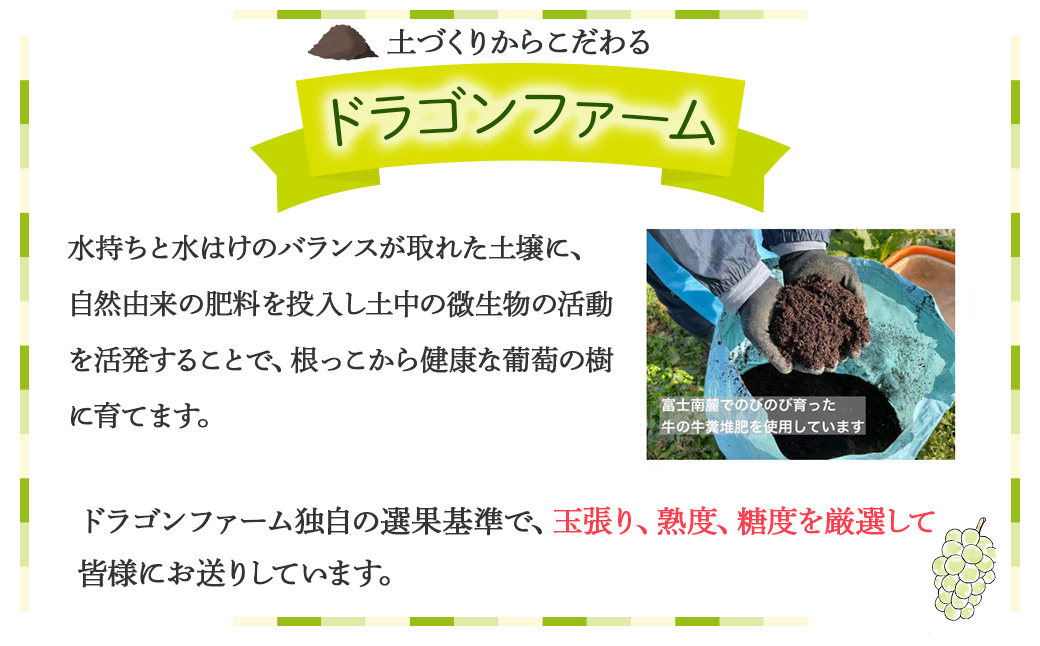 山梨県甲斐市のふるさと納税 【2025年発送】土にこだわったシャインマスカット 1.2kg 2房以上 先行予約 山梨県産 朝採り 新鮮 シャインマスカット 国産 産地直送 人気 おすすめ 贈答 ギフト お取り寄せ フルーツ 果物 くだもの ぶどう ブドウ 葡萄 新鮮 甘い 皮ごと 甲斐市 BI-5