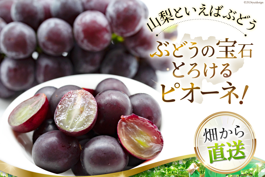 山梨県中央市のふるさと納税 【2025年発送】 山梨県産 ピオーネ 約1.8kg [株式会社えべし 山梨県 中央市 21470729] フルーツ 果物 くだもの 産地直送 期間限定 季節限定 冷蔵