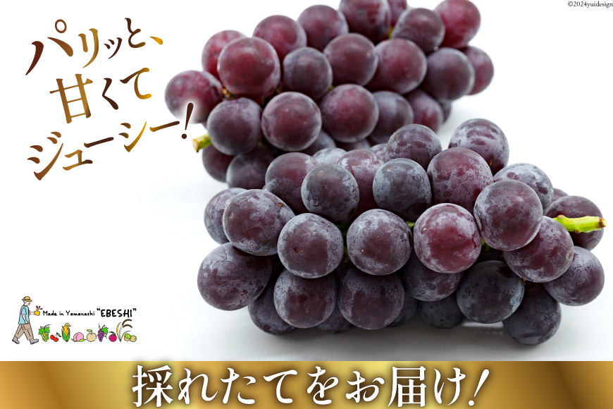 山梨県中央市のふるさと納税 【2025年発送】 山梨県産 ピオーネ 約1.8kg [株式会社えべし 山梨県 中央市 21470729] フルーツ 果物 くだもの 産地直送 期間限定 季節限定 冷蔵