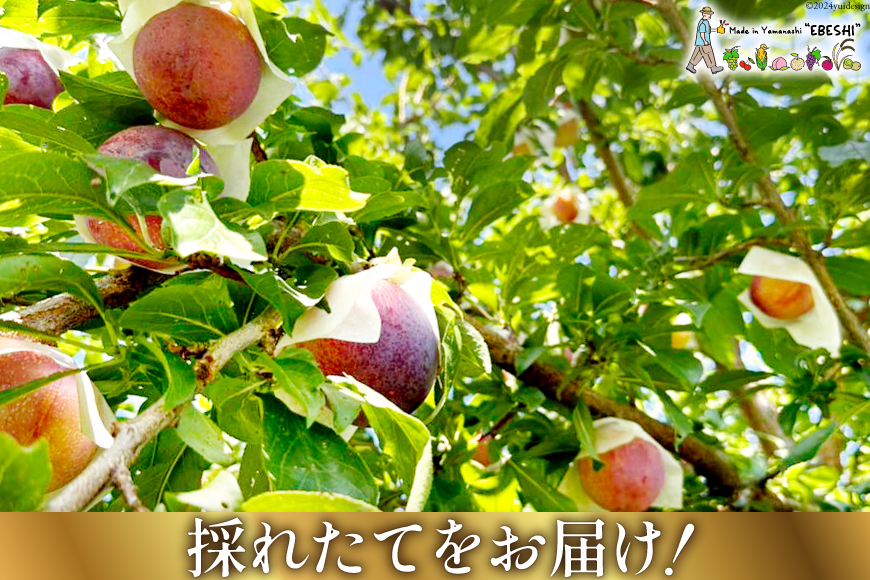 山梨県中央市のふるさと納税 【2025年発送】 貴陽 (大玉) [株式会社えべし 山梨県 中央市 21470728] 果物 くだもの スモモ すもも プラム 李 もも 山梨県産 期間限定 季節限定 冷蔵