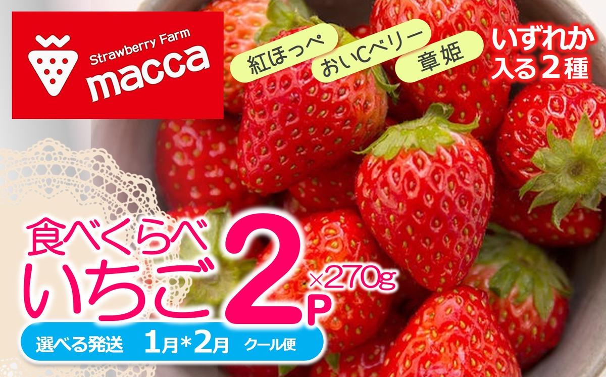 「ひょうご推奨ブランド」認証「西脇市産いちご食べくらべセット」(1箱2パック)〜いちご畑macca〜(06-39)