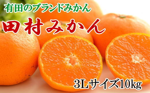 和歌山県美浜町のふるさと納税 【ブランドみかん】田村みかん 大玉 約10kg (3Lサイズ) ※2024年11月下旬～12月下旬頃に順次発送予定