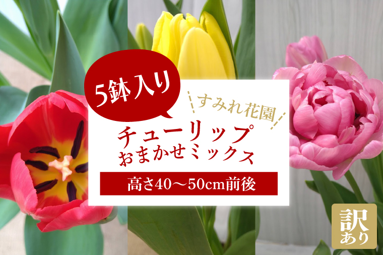 EH-22　【2025年2月より発送】【訳あり】チューリップ　5鉢入り　おまかせミックス