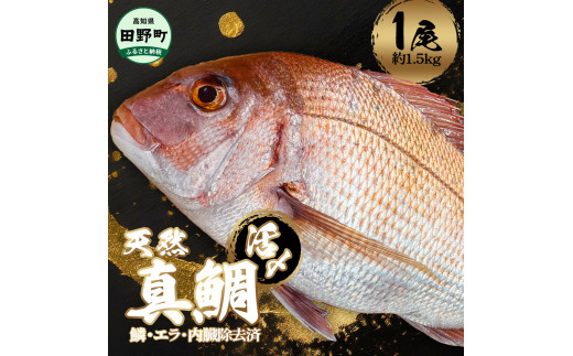 ～四国一小さなまち～ 活き〆天然真鯛 約1.5kg 1尾（鱗・エラ・内臓除去済）1.5キロ 真鯛 マダイ まだい 活き締め 刺身 さしみ お寿司 カルパッチョ 魚 海鮮 魚介 新鮮 国産 おかず 和食