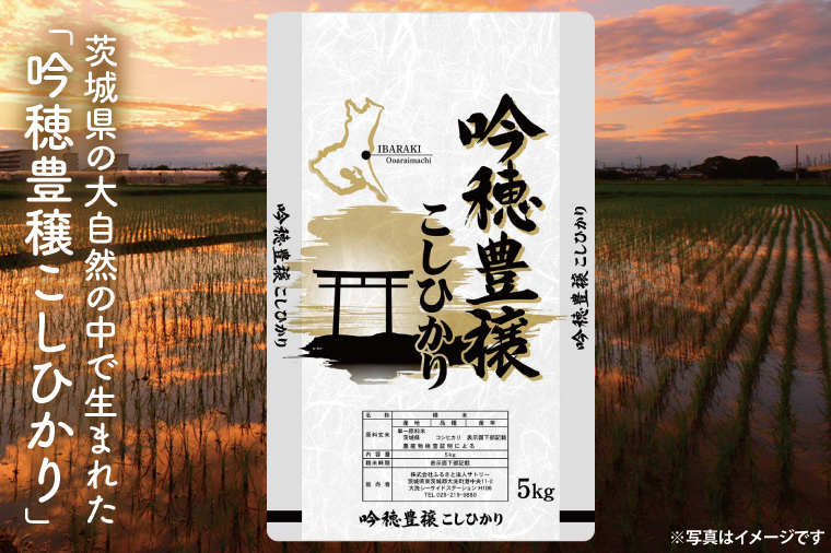 茨城県大洗町のふるさと納税 ＜令和6年産＞吟穂豊穣こしひかり 5kg 精米 特別栽培 (茨城県共通返礼品・常陸太田市産) コシヒカリ こしひかり 米 ごはん コメ お米 白米 国産 茨城県産