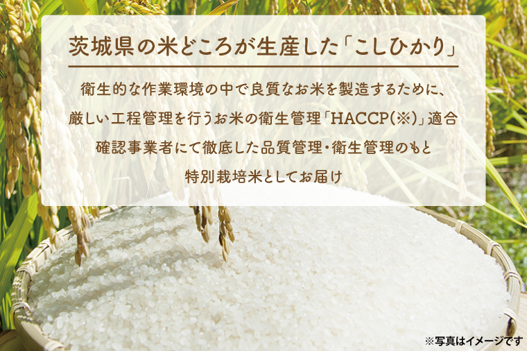 茨城県大洗町のふるさと納税 ＜令和6年産＞吟穂豊穣こしひかり 5kg 精米 特別栽培 (茨城県共通返礼品・常陸太田市産) コシヒカリ こしひかり 米 ごはん コメ お米 白米 国産 茨城県産