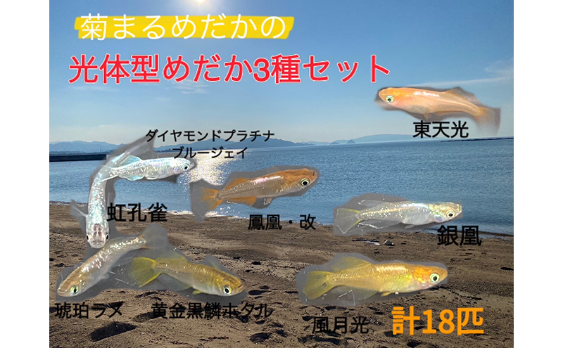 菊まるめだかの【光体型めだか3種セット】計18匹 セレクト メダカ 幼魚～若魚 1.5cm～2.0cm 生体 ペット （香川県東かがわ市） |  ふるさと納税サイト「ふるさとプレミアム」