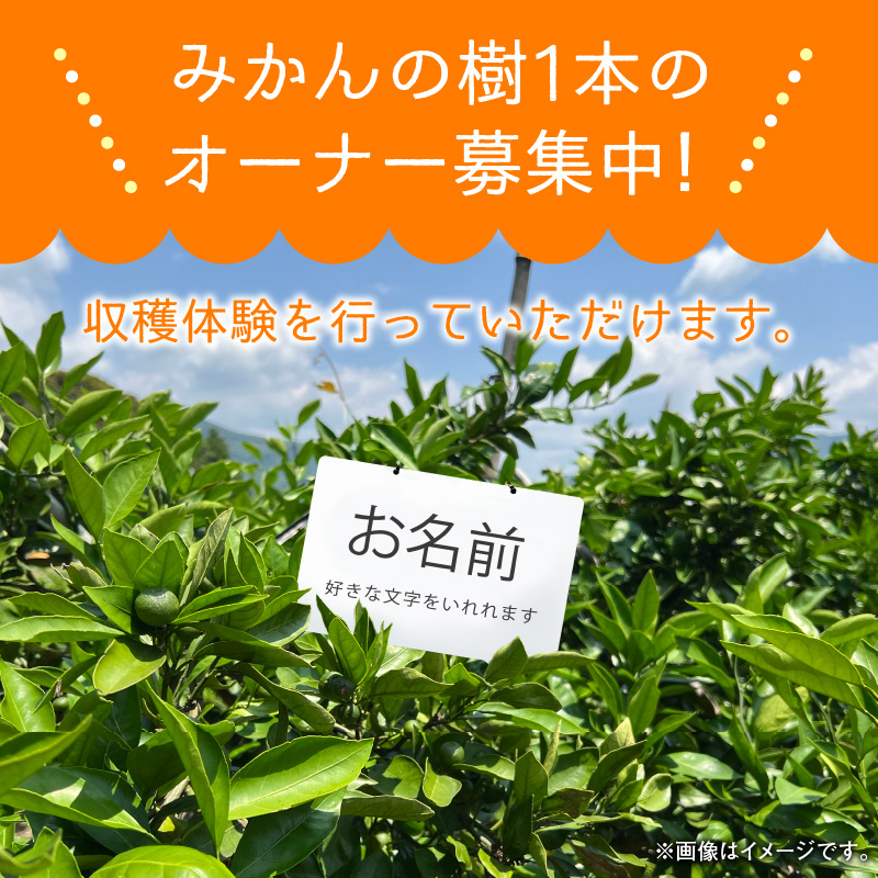 宮崎県延岡市のふるさと納税 2024年数量限定みかんの樹まるごと1本オーナー権最低20kg保証収穫体験 N0132-YZC030