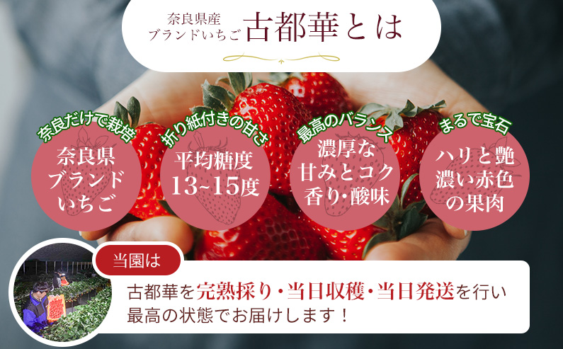 奈良県葛城市のふるさと納税 （冷蔵）【令和 6年 12月から順次発送】 古都華 300g×2 ／ 丸笑いちご園 今朝摘み フルーツ 苺 イチゴ 果物 新鮮 完熟 朝採り 高級 甘い 奈良県 葛城市