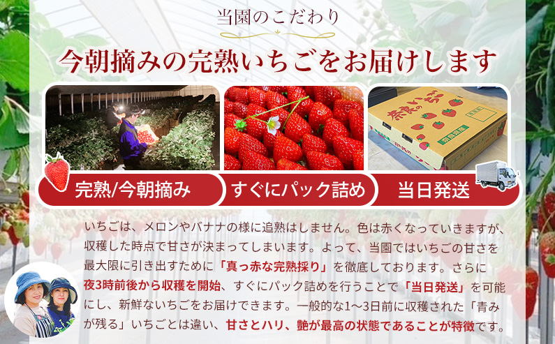 奈良県葛城市のふるさと納税 （冷蔵）【令和 6年 12月から順次発送】 古都華 300g×2 ／ 丸笑いちご園 今朝摘み フルーツ 苺 イチゴ 果物 新鮮 完熟 朝採り 高級 甘い 奈良県 葛城市