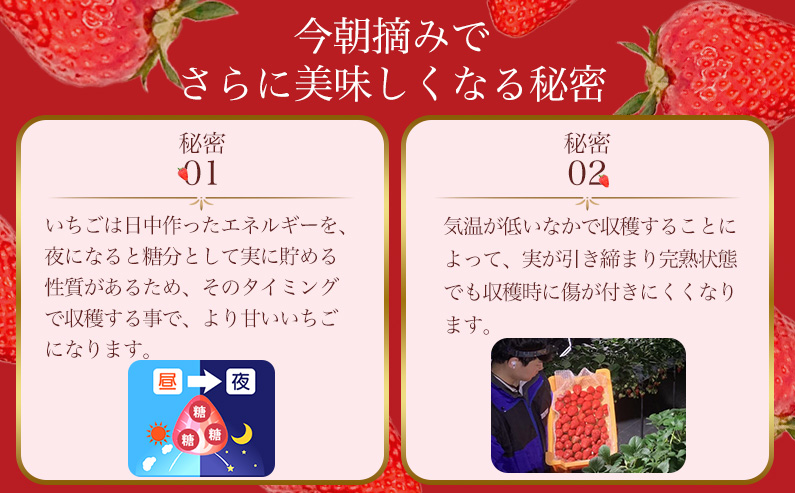 奈良県葛城市のふるさと納税 （冷蔵）【令和 6年 12月から順次発送】 古都華 300g×2 ／ 丸笑いちご園 今朝摘み フルーツ 苺 イチゴ 果物 新鮮 完熟 朝採り 高級 甘い 奈良県 葛城市