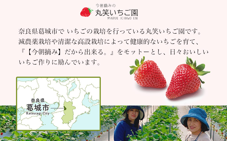 奈良県葛城市のふるさと納税 （冷蔵）【令和 6年 12月から順次発送】 古都華 300g×2 ／ 丸笑いちご園 今朝摘み フルーツ 苺 イチゴ 果物 新鮮 完熟 朝採り 高級 甘い 奈良県 葛城市