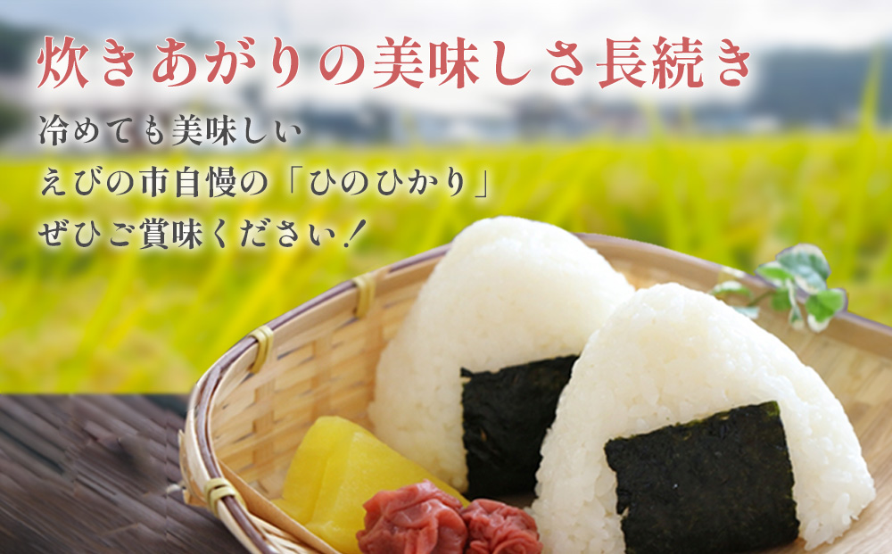 【3ヶ月定期便】新米 令和6年産 えびの産 ひのひかり 5kg×3ヶ月 合計 15kg 定期便 米 お米 白米 ヒノヒカリ おにぎり お弁当 九州  宮崎県 特選米 冷めても美味しい 送料無料|宮崎県農業協同組合　えびの市地区本部