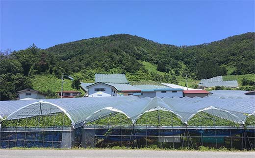 山形県南陽市のふるさと納税 【令和7年産先行予約】 高級ぶどう 種なし品種 5房詰合せ 《令和7年9月中旬～発送》 『漆山果樹園』 葡萄 ぶどう ブドウ 種なし 新鮮 果物 フルーツ デザート 山形県 南陽市 [662]