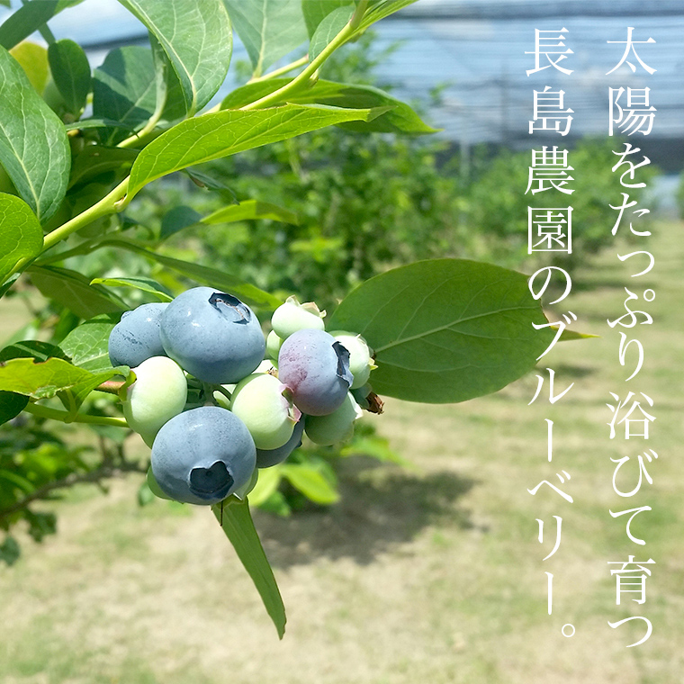 令和7年度生ブルーベリー★6㎏(送料込み) 東京産】【予約商品】フレッシュ生ブルーベリー400g（100g×4