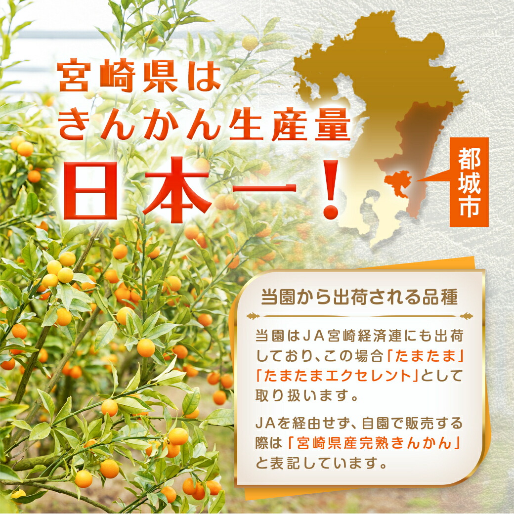 宮崎県都城市のふるさと納税 【2月～3月お届け】都城産完熟きんかん 家庭用2kg (2Lサイズ)_13-B501