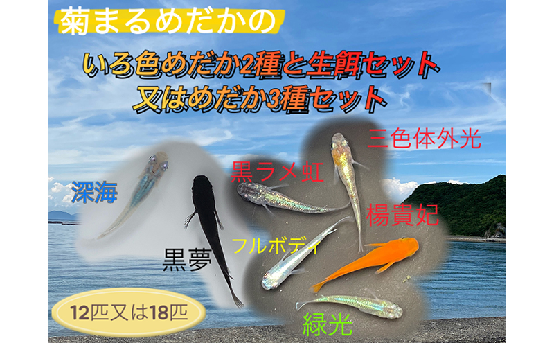 y쌧sze܂߂́yF߂2ƐaZbg͂߂3Zbgzv12C18C _J c`ዛ 1.5`2.0cm ~WR ]EV