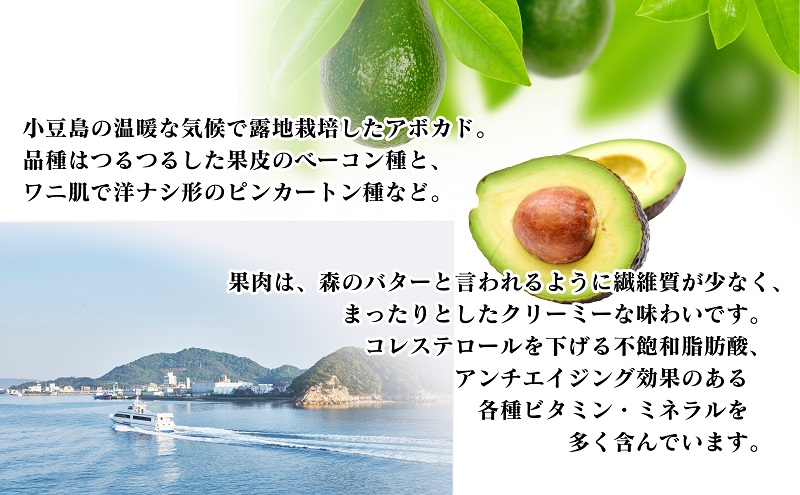 小豆島 】【 小豆島産 】小豆島で育った小豆島産アボカド 約1kg