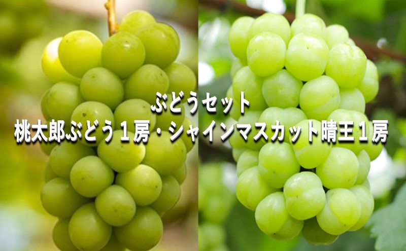 シャインマスカット ぶどう 2房 山梨産 約1〜1.2kg 化粧箱