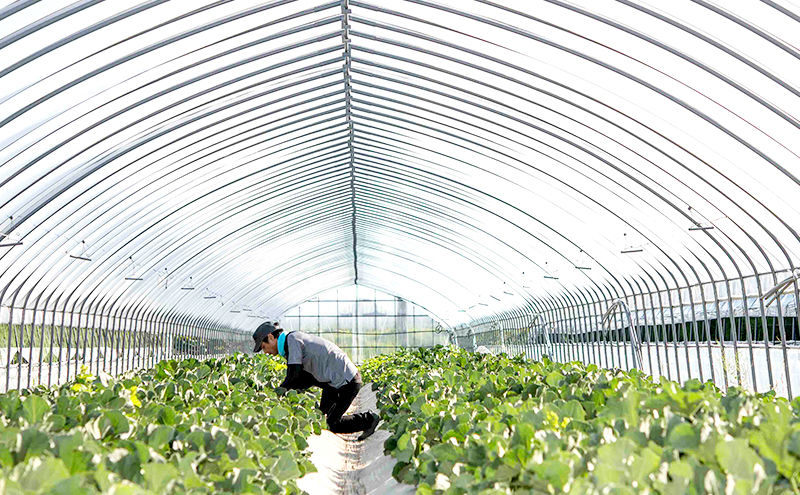 北海道富良野市のふるさと納税 【2025年7～9月連続お届け】メロン 好き必見！ ふらの 赤肉 メロン3種 贅沢 定期便 北海道 富良野市 食べ比べ  (松本農園) メロン フルーツ 果物 新鮮 甘い 贈り物 ギフト 道産 ジューシー おやつ ふらの ブランド 夏