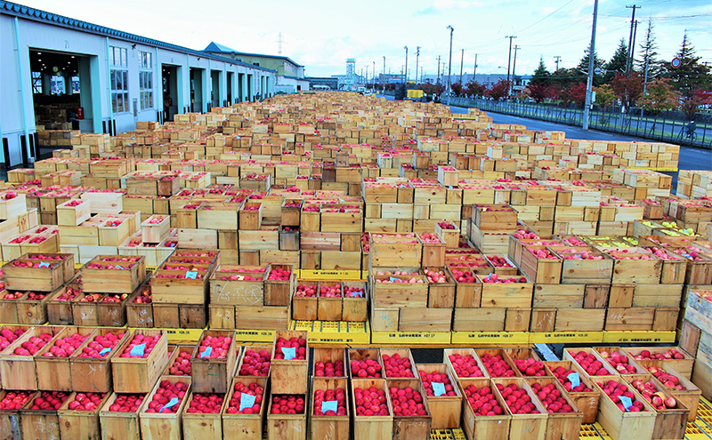 青森県西目屋村のふるさと納税 りんご 【 2月発送 】 家庭用 旬のりんご 品種おまかせ 約 10kg 2種類～4種類