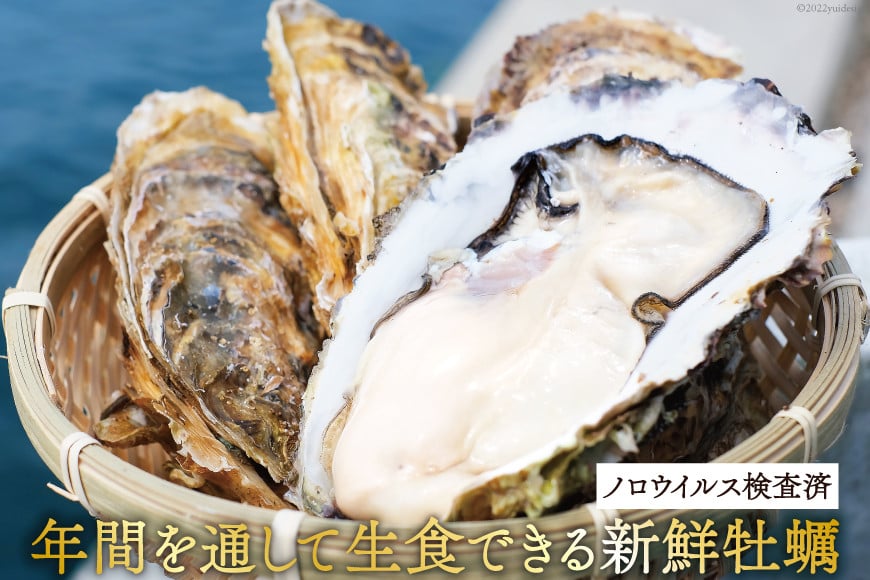 年末指定可！！お一人様限定特別価格！　注文受付後水揚げ！真牡蠣10kg 期間限定発送】 牡蠣 計1kg (約26‐44個入) 500g×2p むき身 生