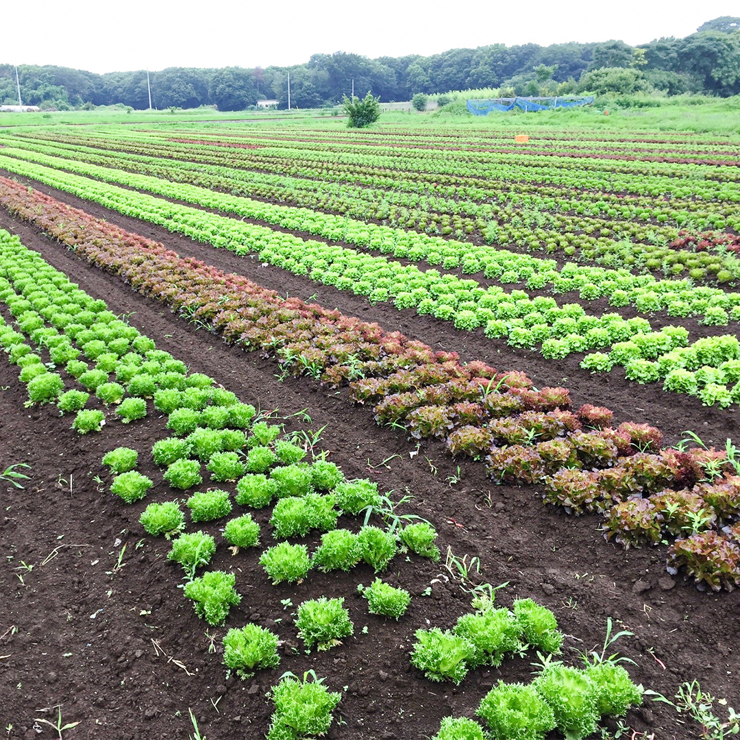 茨城県筑西市のふるさと納税 【 定期便 年4回お届け！】四季の 有機野菜 色とりどりセット 野菜 野菜セット 詰め合わせ 有機 無農薬 JAS認定 無化学肥料 おまかせ 野菜スティック レインボーフューチャー [AL001ci]